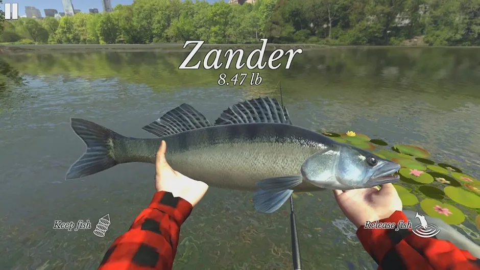 Un lucioperca da 8.47 lb tenuto in mano con i comandi Keep fish e Release fish agli angoli